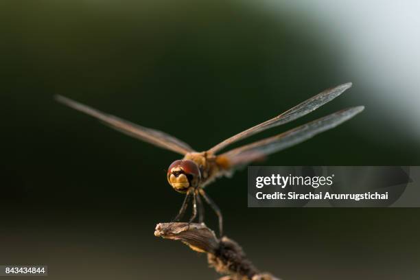 dragonfly perches on a twig - insect mandible stock pictures, royalty-free photos & images