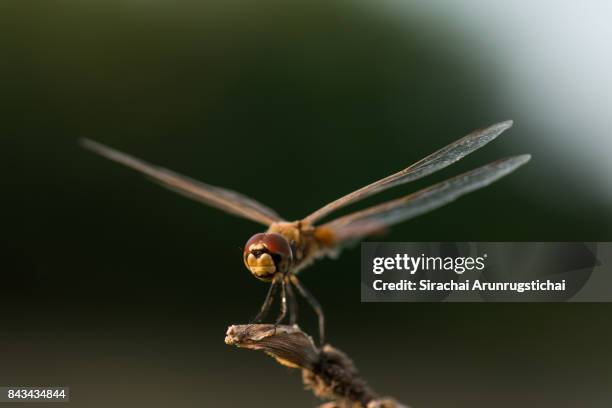 dragonfly perches on a twig - insektsmandibel bildbanksfoton och bilder