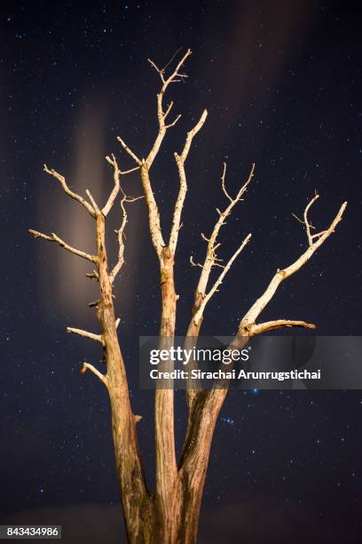 standing dead tree against starry night sky - biological immortality stock pictures, royalty-free photos & images