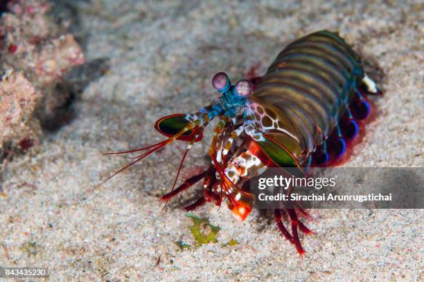 peacock mantis shrimp (odontodactylus scyllarus) in coral reef - mantis shrimp stock pictures, royalty-free photos & images