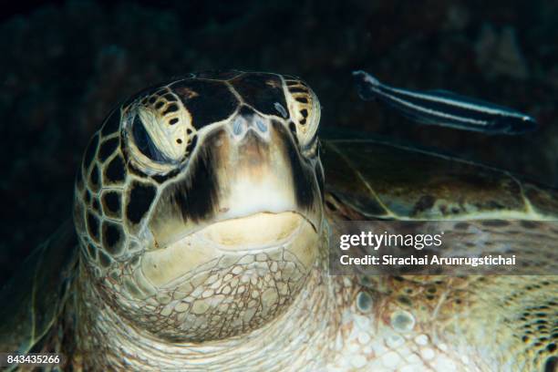 portrait of green sea turtle (chelonia mydas) with live sharksucker (echeneis naucrates) - echeneis remora stock pictures, royalty-free photos & images