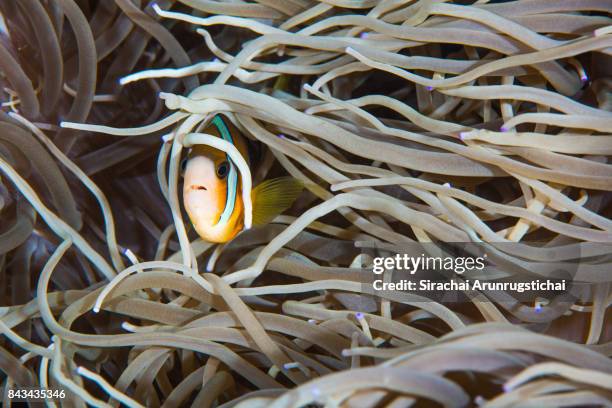 clark's anemonefish (amphiprion clarkii) in tentacles of a sebae anemone (heteractis crispa) - sebae sea anemone stock pictures, royalty-free photos & images
