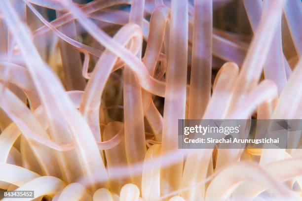 tentacles of tube anemone (cerianthus sp.) - anemone sp stock pictures, royalty-free photos & images