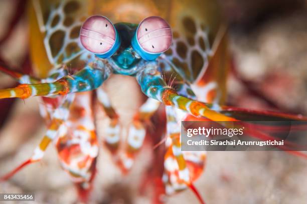 peacock mantis shrimp (odontodactylus scyllarus) close-up portrait - mantis shrimp stock pictures, royalty-free photos & images