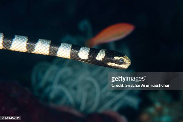 black-banded sea krait (laticauda colubrina) on the hunt - gespleten tong stockfoto's en -beelden