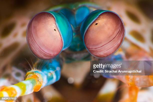 peacock mantis shrimp (odontodactylus scyllarus) eyes - shrimp animal stock pictures, royalty-free photos & images