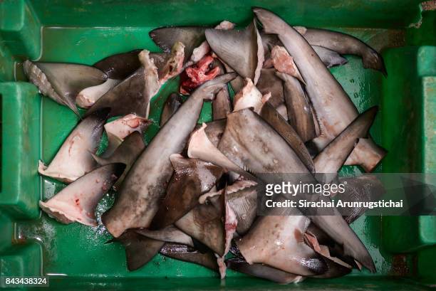 fresh shark fins in basket - shark fin stock-fotos und bilder