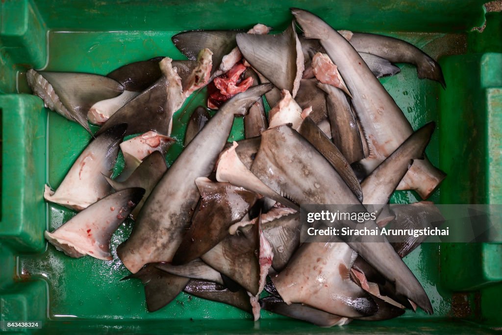 Fresh Shark Fins in Basket