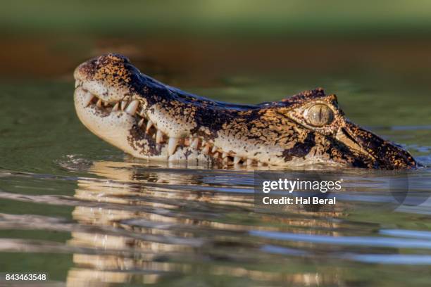 yacare caiman in the water close-up - caiman stock pictures, royalty-free photos & images