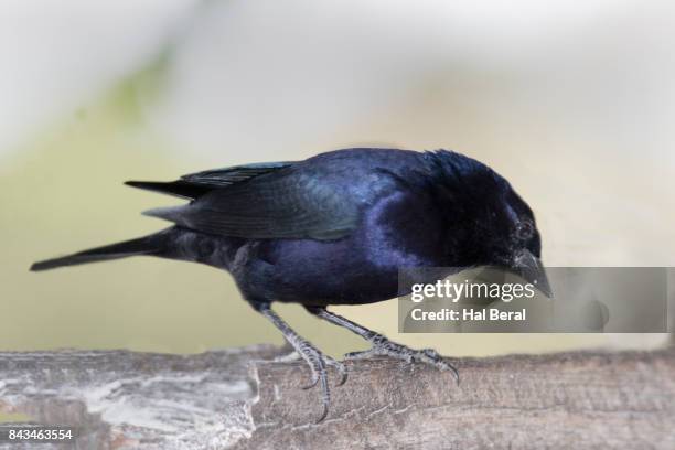 shiny cowbird - cowbird stock pictures, royalty-free photos & images