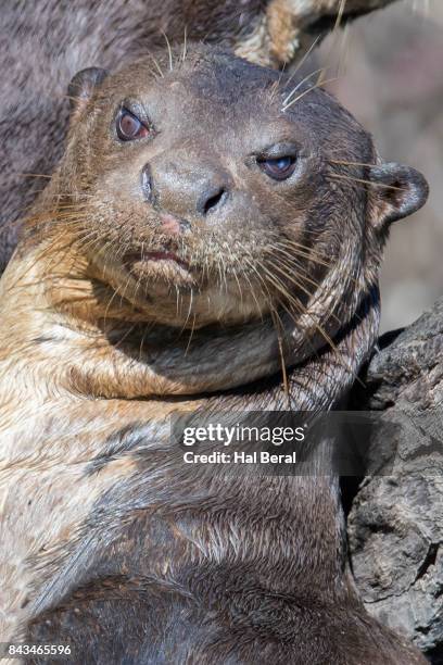 giant river otter close-up - cuiaba river stock pictures, royalty-free photos & images