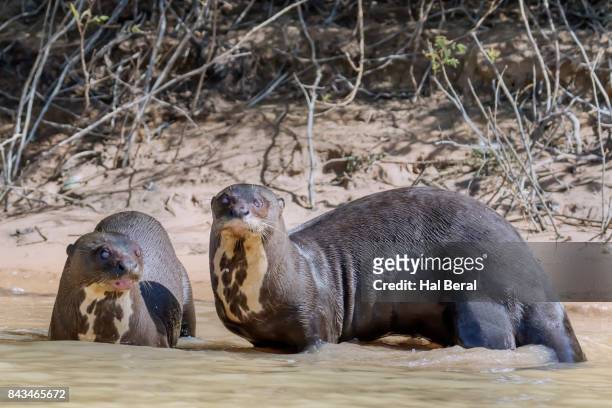 giant river otters resting in shallow water - shallow hal stock-fotos und bilder