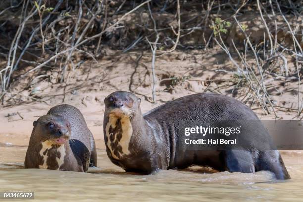 giant river otters resting in shallow water - shallow hal stock pictures, royalty-free photos & images