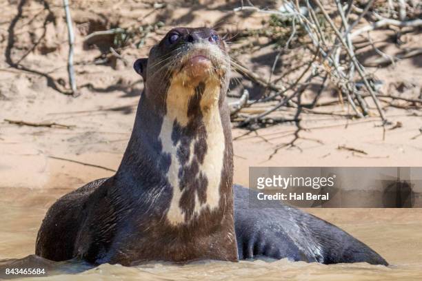 giant river otter resting in shallow water - shallow hal stock-fotos und bilder