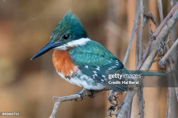 507 Green Kingfisher Stock Photos and High-Res Images - Getty Images
