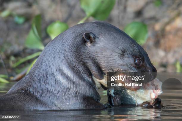 giant river otter eating a fish close-up - cuiaba river stockfoto's en -beelden