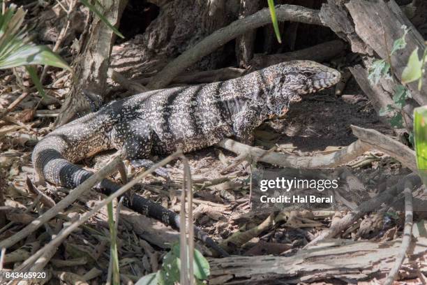 argentine black-and-white tegu lizard - black and white tegu photos et images de collection