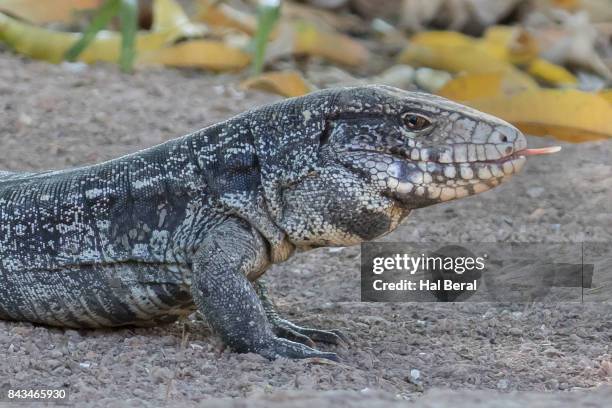 argentine black-and-white tegu lizard close-up - black and white tegu stock pictures, royalty-free photos & images