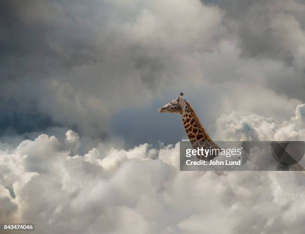 giraffe in the cloud - image manipulation ストックフォトと画像