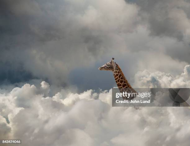 giraffe in the cloud - image manipulation stock pictures, royalty-free photos & images