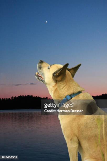 dog and the moon - parry sound stock pictures, royalty-free photos & images