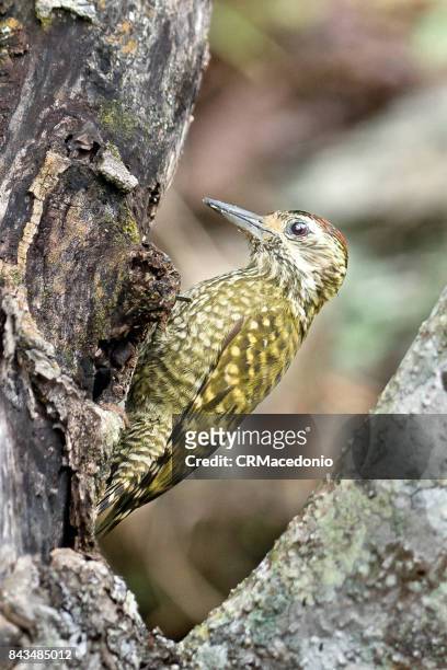 woodpecker looking for food - crmacedonio stock pictures, royalty-free photos & images