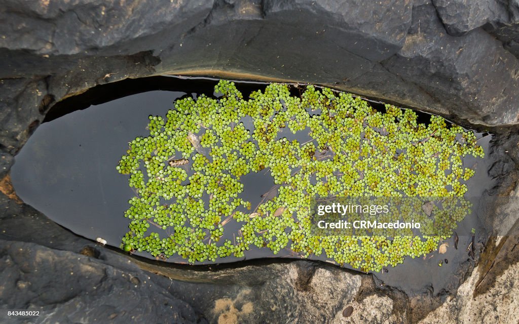 Puddle of life.