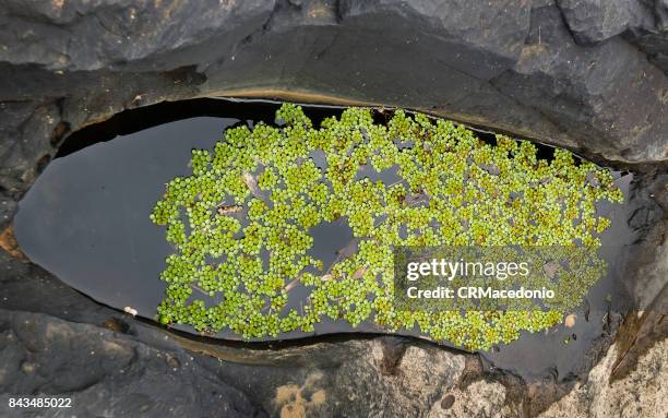 puddle of life. - crmacedonio 個照片及圖片檔