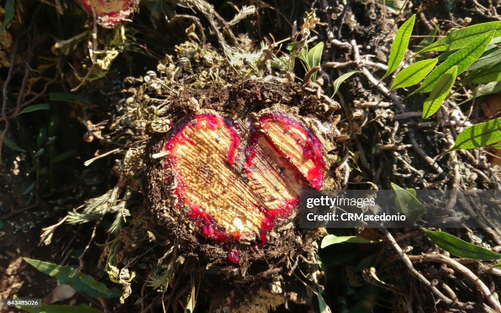 Heart of the tree.