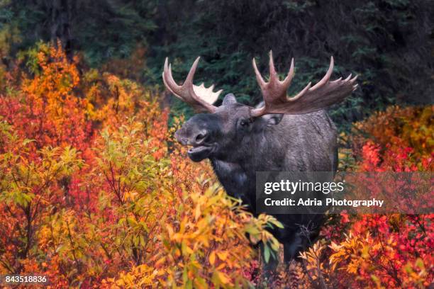 bull moose in autumn - moose face stock pictures, royalty-free photos & images