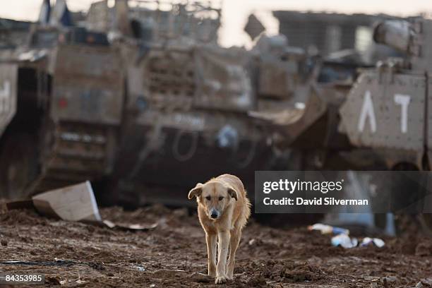 Stray dog walks between Israeli tanks parked at a forward deployment area after they were withdrawn from the Gaza Strip January 19, 2009 near...