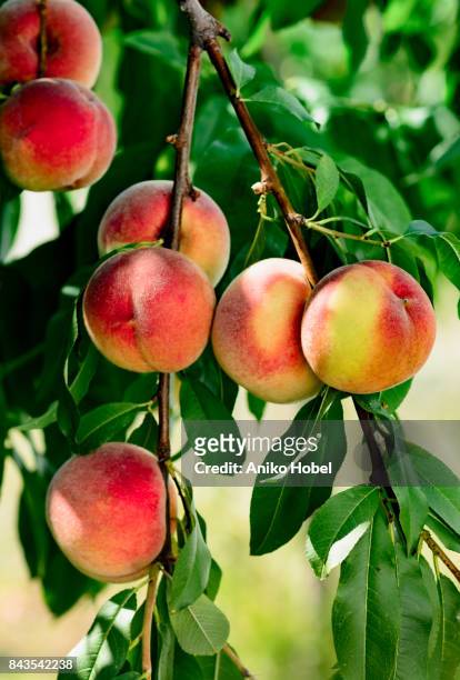 peaches on tree - peach stock pictures, royalty-free photos & images