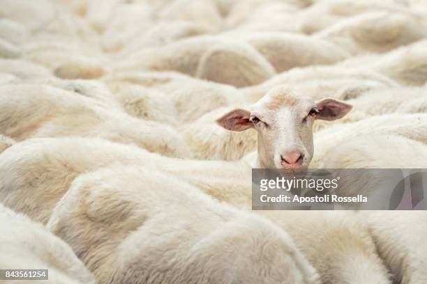 sheep's head in the flock in the countryside - milking farm stock-fotos und bilder