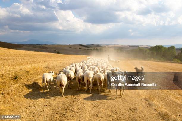 sheeps grazing in the flock - sheep dog stock pictures, royalty-free photos & images