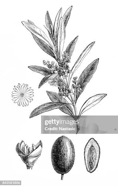 olea europaea (olive tree) - olive tree stock illustrations