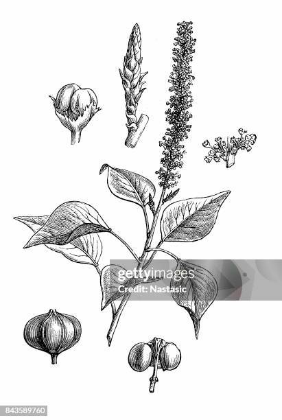 chinese tallow tree (sapium sebiferum) - chinese tallow tree stock illustrations