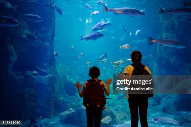 kinder suchen auf fische in einem großen aquarium - kinder zoo stock-fotos und bilder