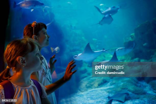 kids looking at fish in a big aquarium - looking at fish tank stock pictures, royalty-free photos & images