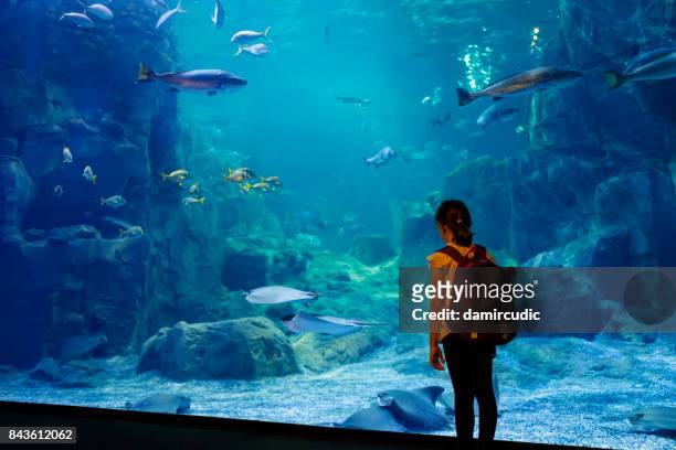 cute little girl looking at undersea life in a big aquarium - fish tank stock pictures, royalty-free photos & images