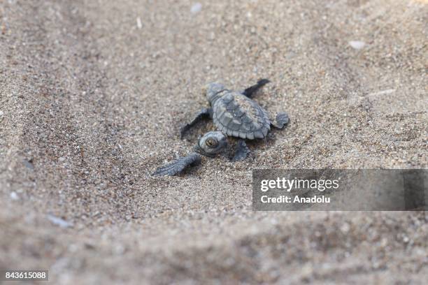 Newly hatched Loggerhead turtle makes its way to the sea in Antalya's Belek district, Turkey on September 7, 2017. 55 thousands Loggerhead turtles...