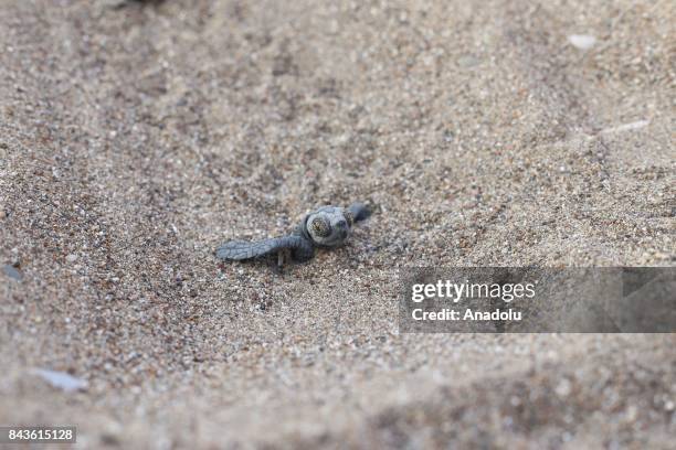 Newly hatched Loggerhead turtle makes its way to the sea in Antalya's Belek district, Turkey on September 7, 2017. 55 thousands Loggerhead turtles...