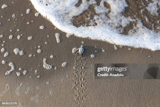 Newly hatched Loggerhead turtle makes its way to the sea in Antalya's Belek district, Turkey on September 7, 2017. 55 thousands Loggerhead turtles...
