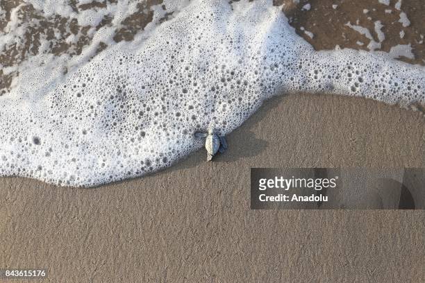 Newly hatched Loggerhead turtle makes its way to the sea in Antalya's Belek district, Turkey on September 7, 2017. 55 thousands Loggerhead turtles...