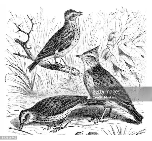 skylark ,woodlark ,crested lark - crested lark stock illustrations