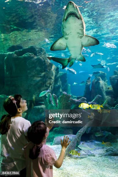 crianças vendo tubarão gigante no aquário subaquático de fantasia - zoo - fotografias e filmes do acervo