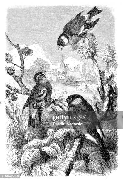 stockillustraties, clipart, cartoons en iconen met putter, sijs en goudvink - vink