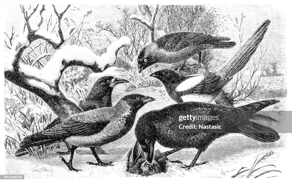 Western jackdaw, Corvus monedula, rook, Corvus frugilegus, hooded crow, Corvus cornix, Eurasian magpie, Pica pica, common raven