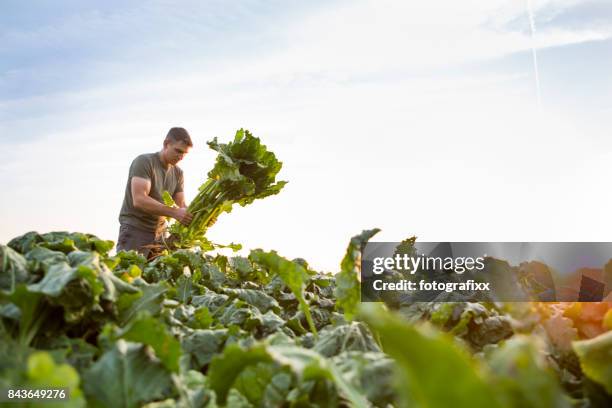 oogsten: boer staat in zijn vakgebied, kijkt van suikerbieten - suikerbieten stockfoto's en -beelden