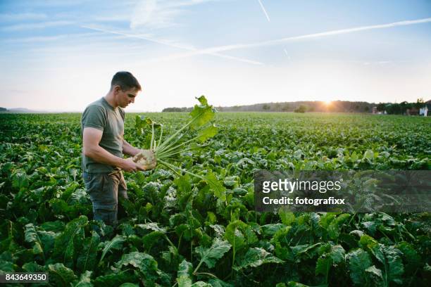 récolte : agriculteur se dresse dans son domaine, se penche sur la betterave sucrière - agriculture photos et images de collection