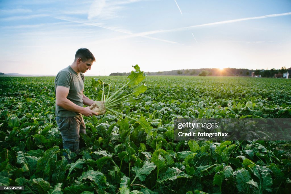 收穫： 農民站在他的領域，看了看糖用甜菜
